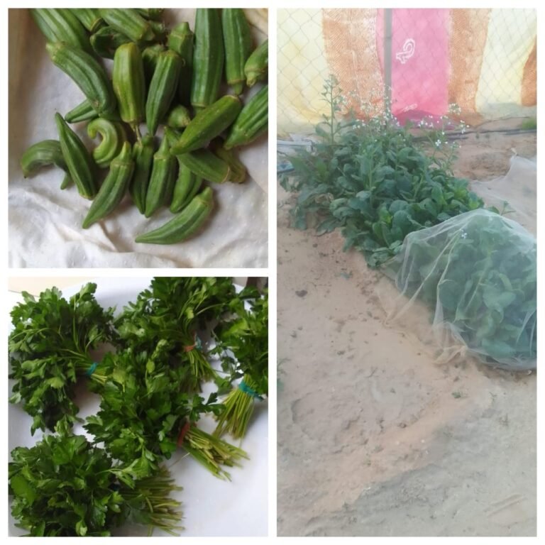 Première récolte agricole au PK17 : une expérience prometteuse